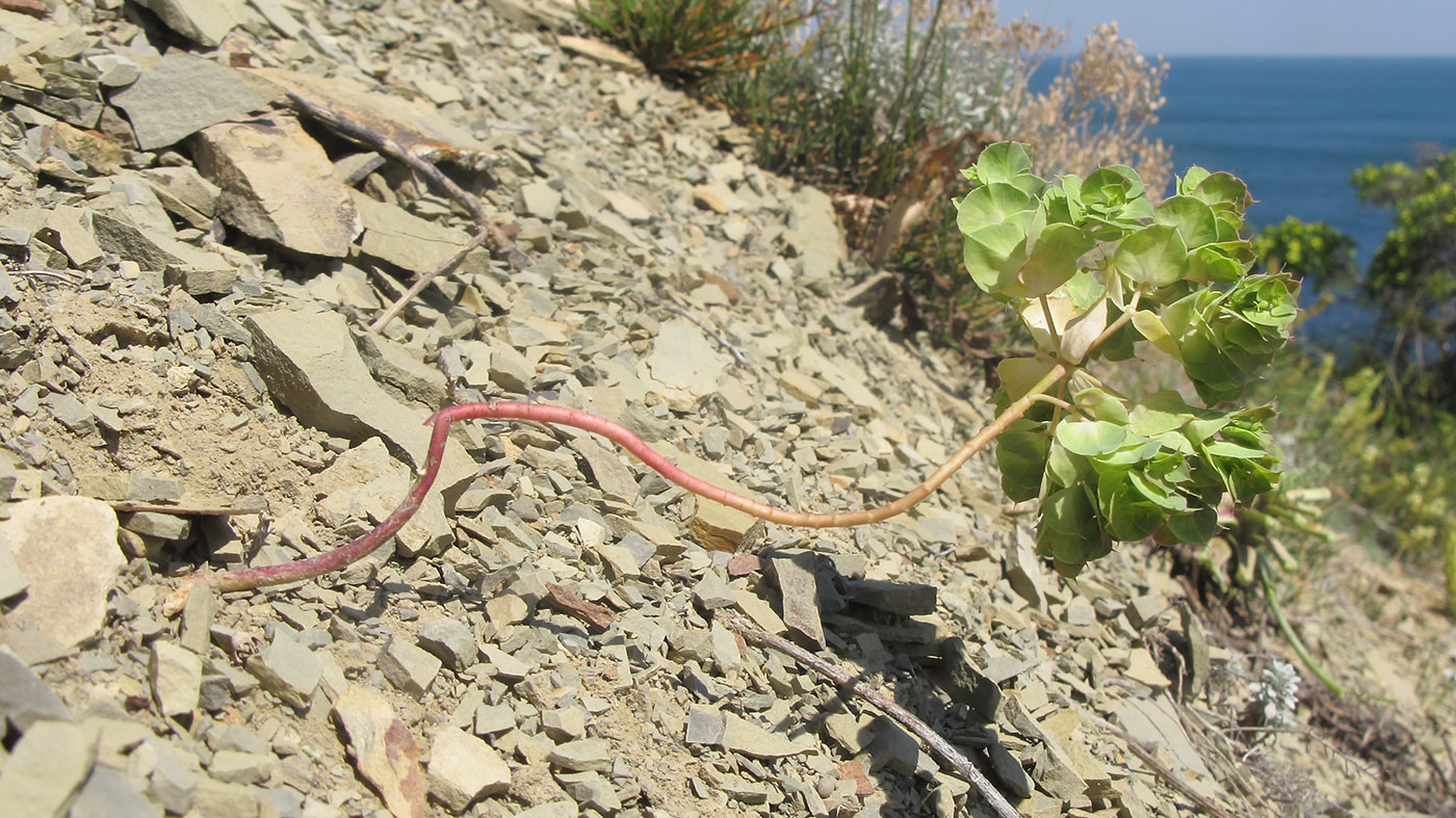 Image of Euphorbia falcata specimen.