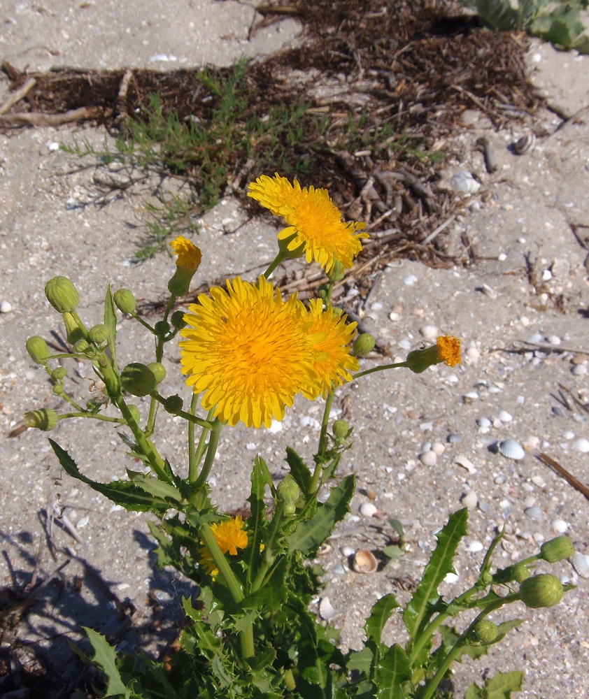 Image of Sonchus arvensis ssp. uliginosus specimen.