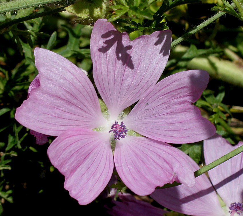 Image of Malva moschata specimen.