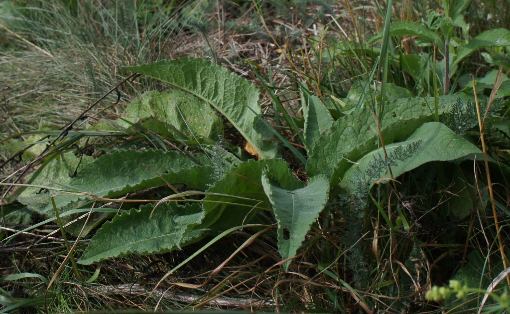 Image of Centaurea phrygia specimen.