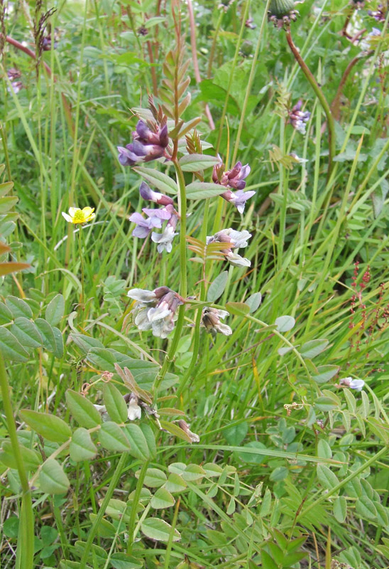 Image of Vicia sepium specimen.