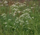 Anthriscus sylvestris. Цветущее растение. Московская обл., Раменский р-н, окр. ж.-д. платформы Хрипань, просека под ЛЭП. 07.06.2014.