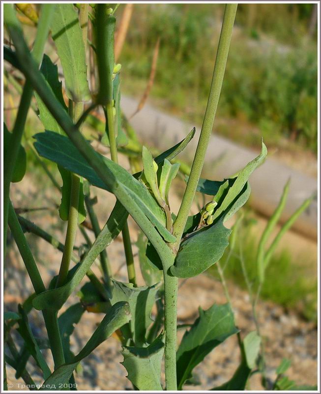 Image of Brassica napus specimen.