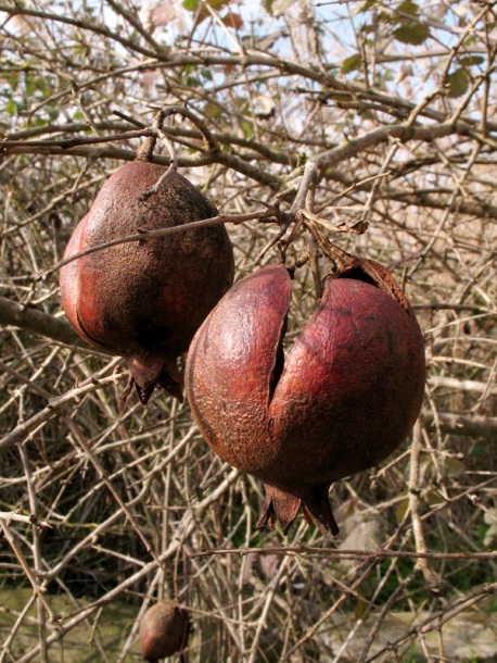 Image of Punica granatum specimen.