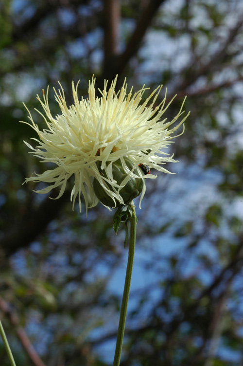 Image of Rhaponticoides ruthenica specimen.