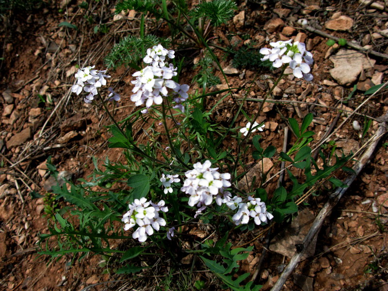 Image of Stevenia incarnata specimen.