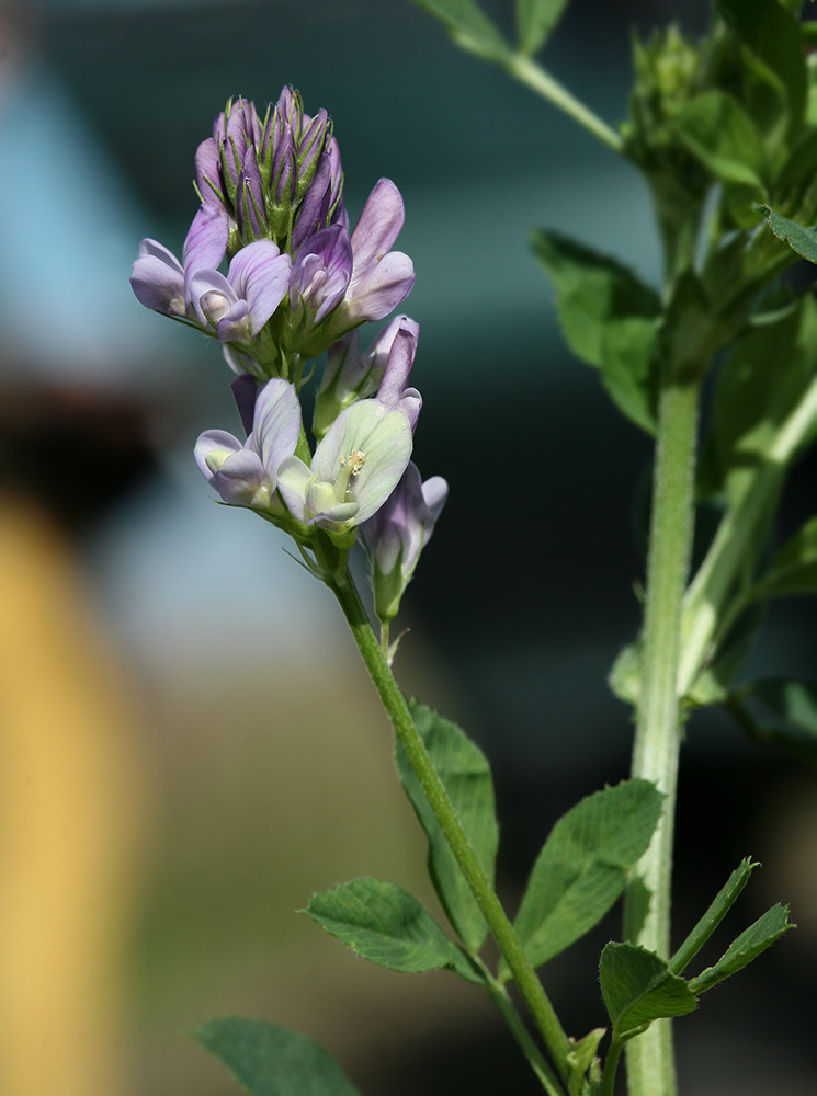 Изображение особи Medicago &times; varia.