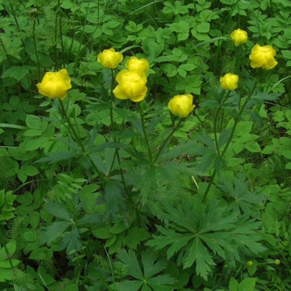 Image of Trollius europaeus specimen.