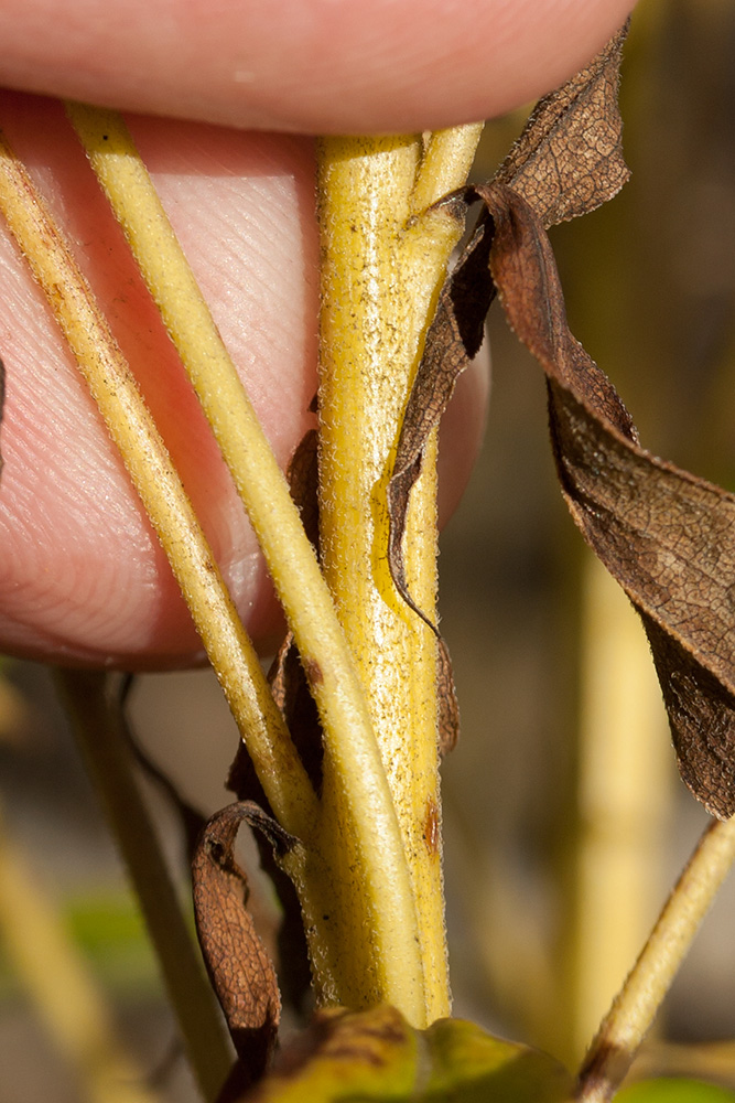 Image of Solidago canadensis specimen.