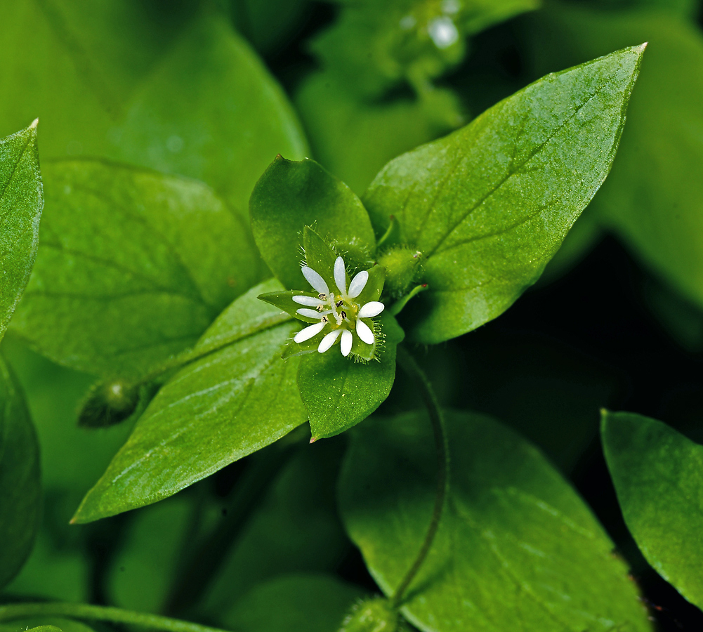 Image of Stellaria media specimen.