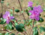 Rhododendron ledebourii