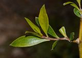 Myoporum boninense