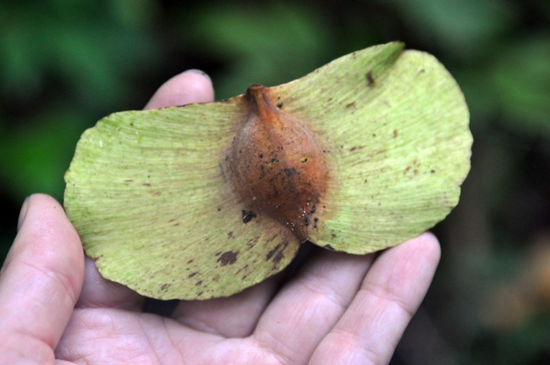 Image of Terminalia bialata specimen.