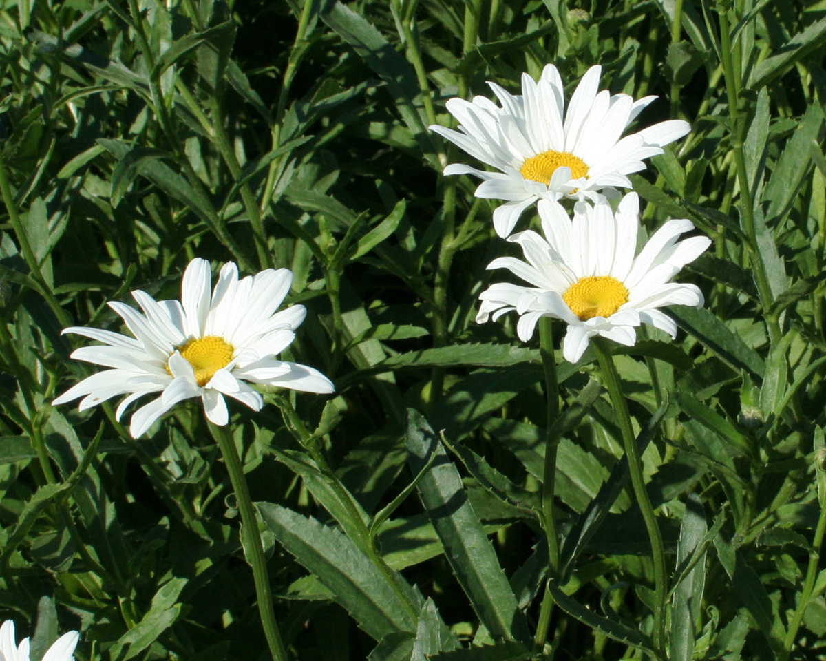 Изображение особи Leucanthemum maximum.