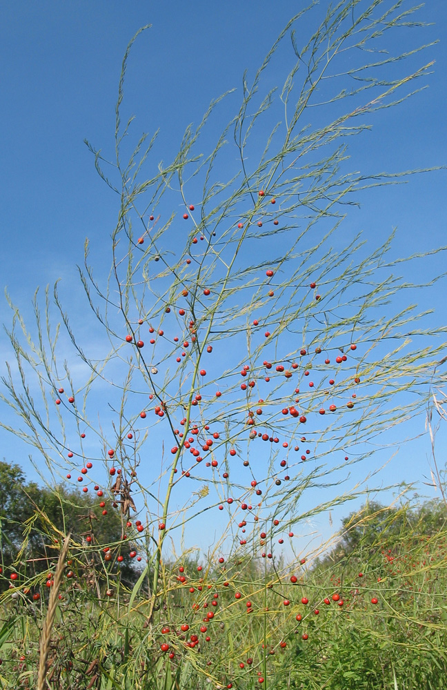 Изображение особи Asparagus officinalis.