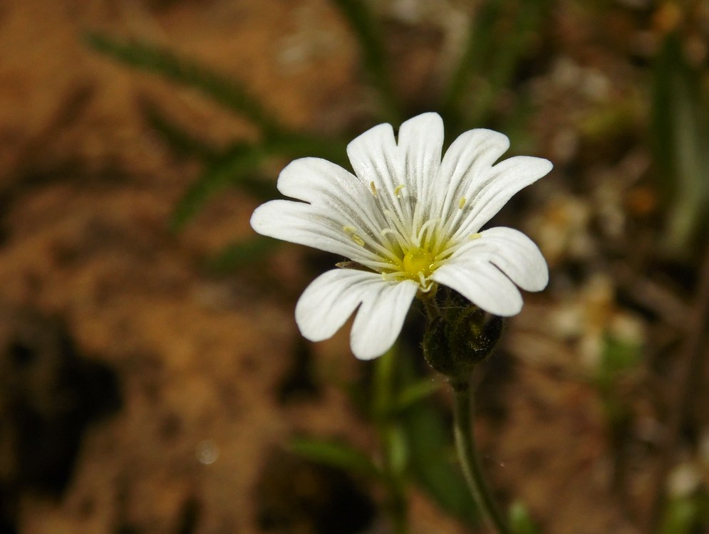 Image of Cerastium arvense specimen.