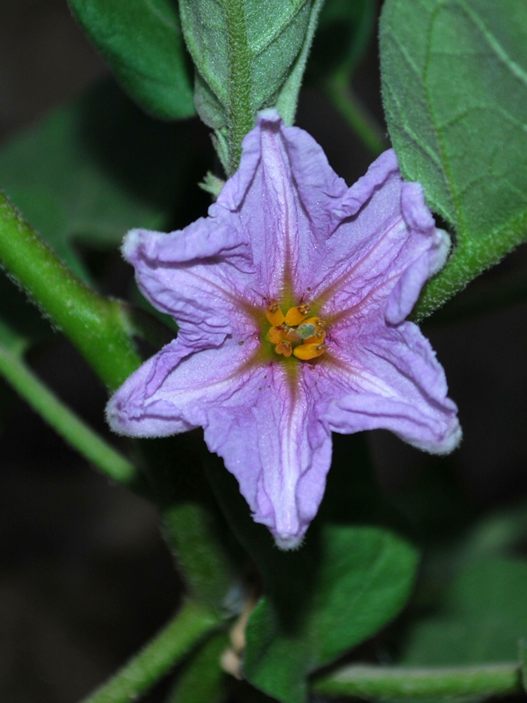 Изображение особи Solanum melongena.