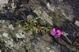 Dianthus versicolor