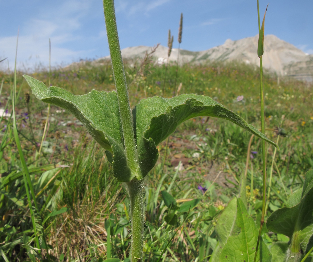 Image of Knautia involucrata specimen.