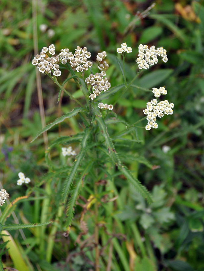 Image of Achillea alpina specimen.