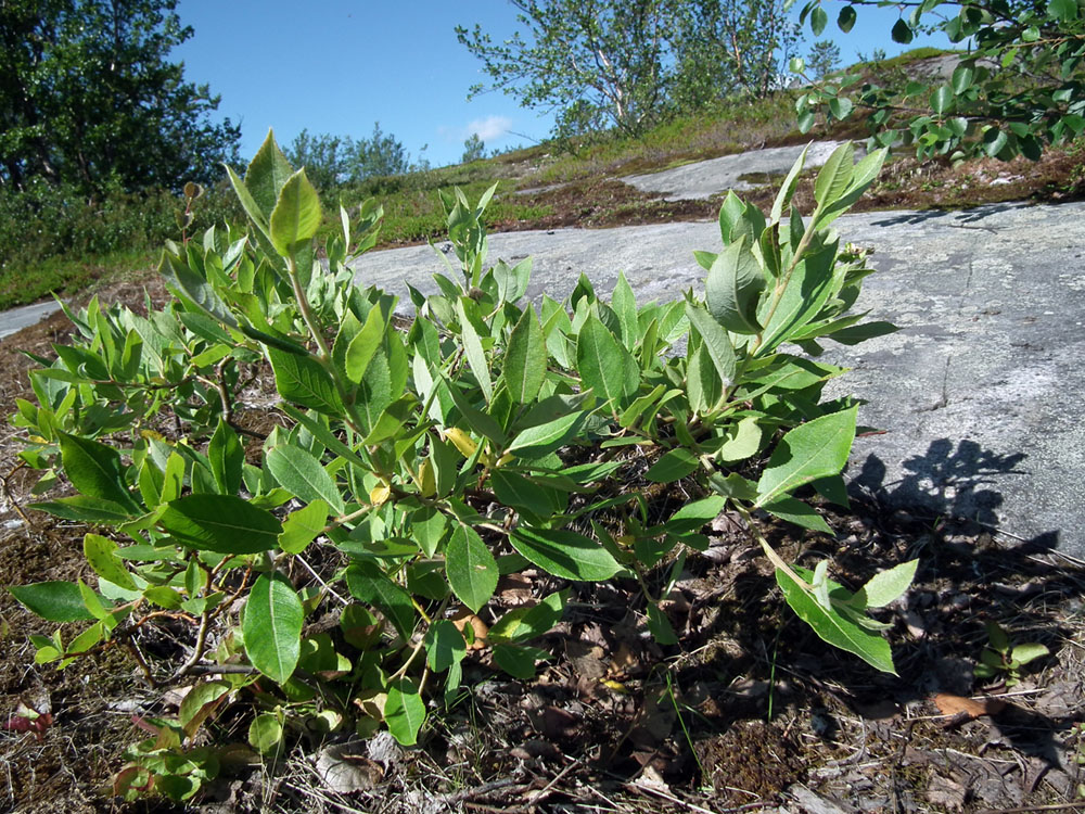 Image of genus Salix specimen.