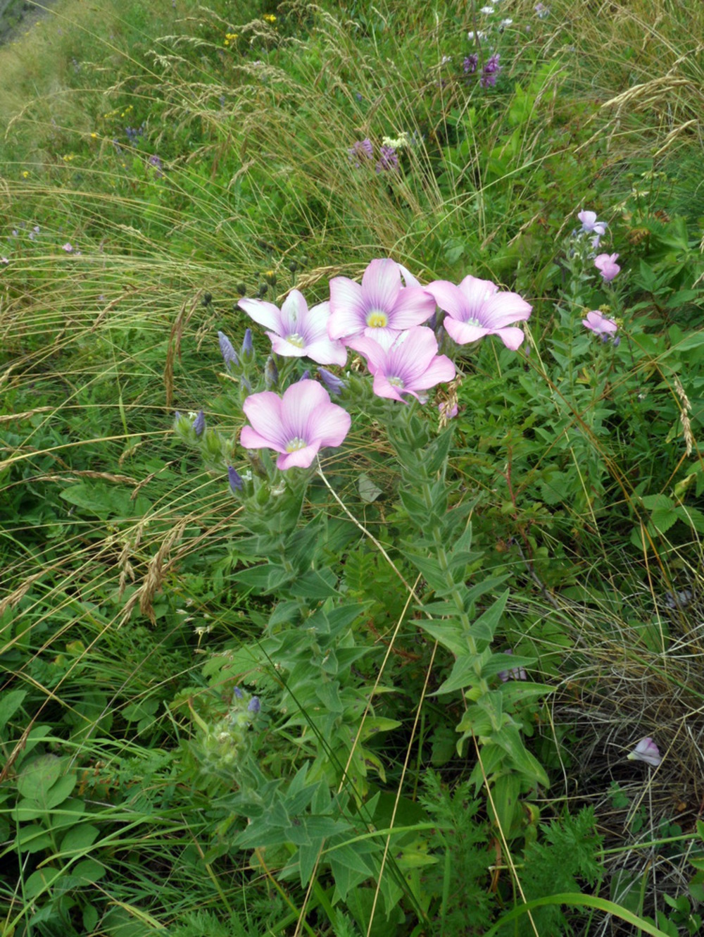 Image of Linum hypericifolium specimen.