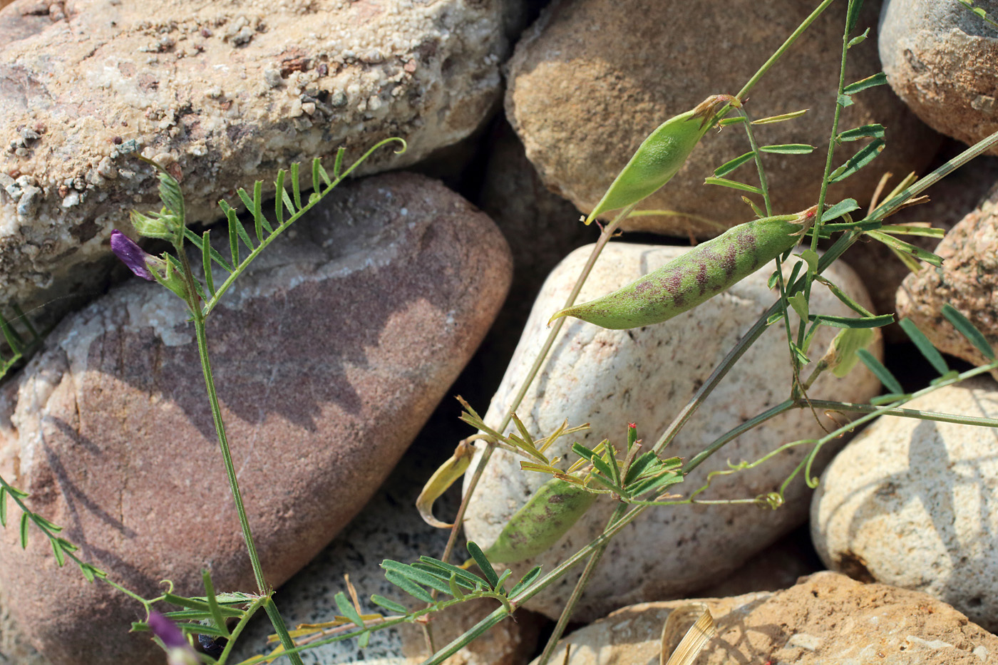 Изображение особи Vicia peregrina.