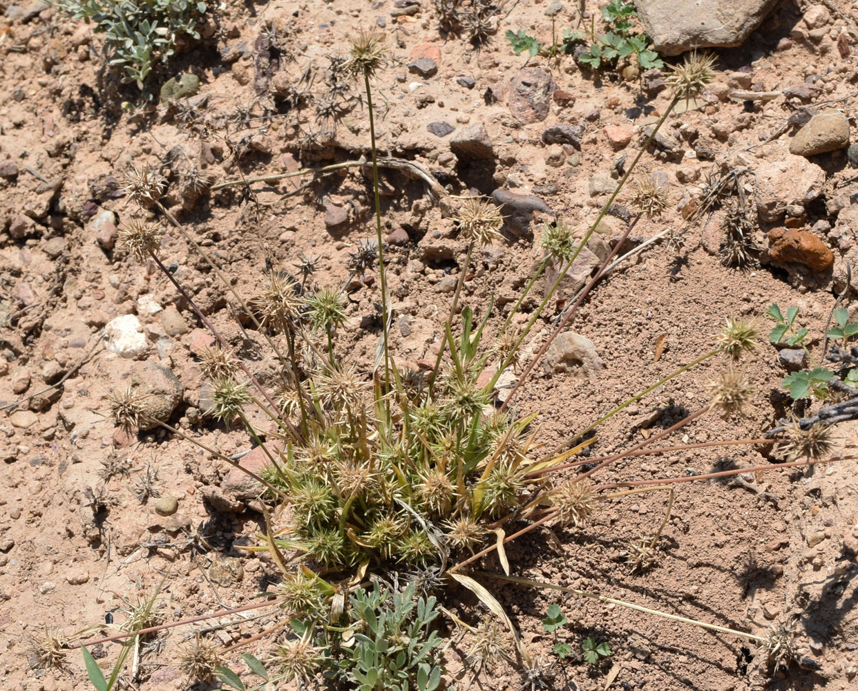 Image of Echinaria capitata specimen.