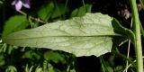 Campanula sibirica. Лист (нижняя сторона). Ростовская обл., Азовский р-н, Александровский лес, обочина лесной дороги. 11.06.2016.