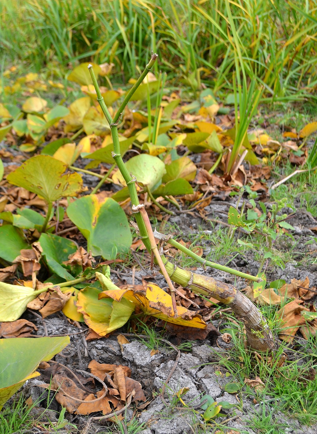 Image of Oenanthe aquatica specimen.