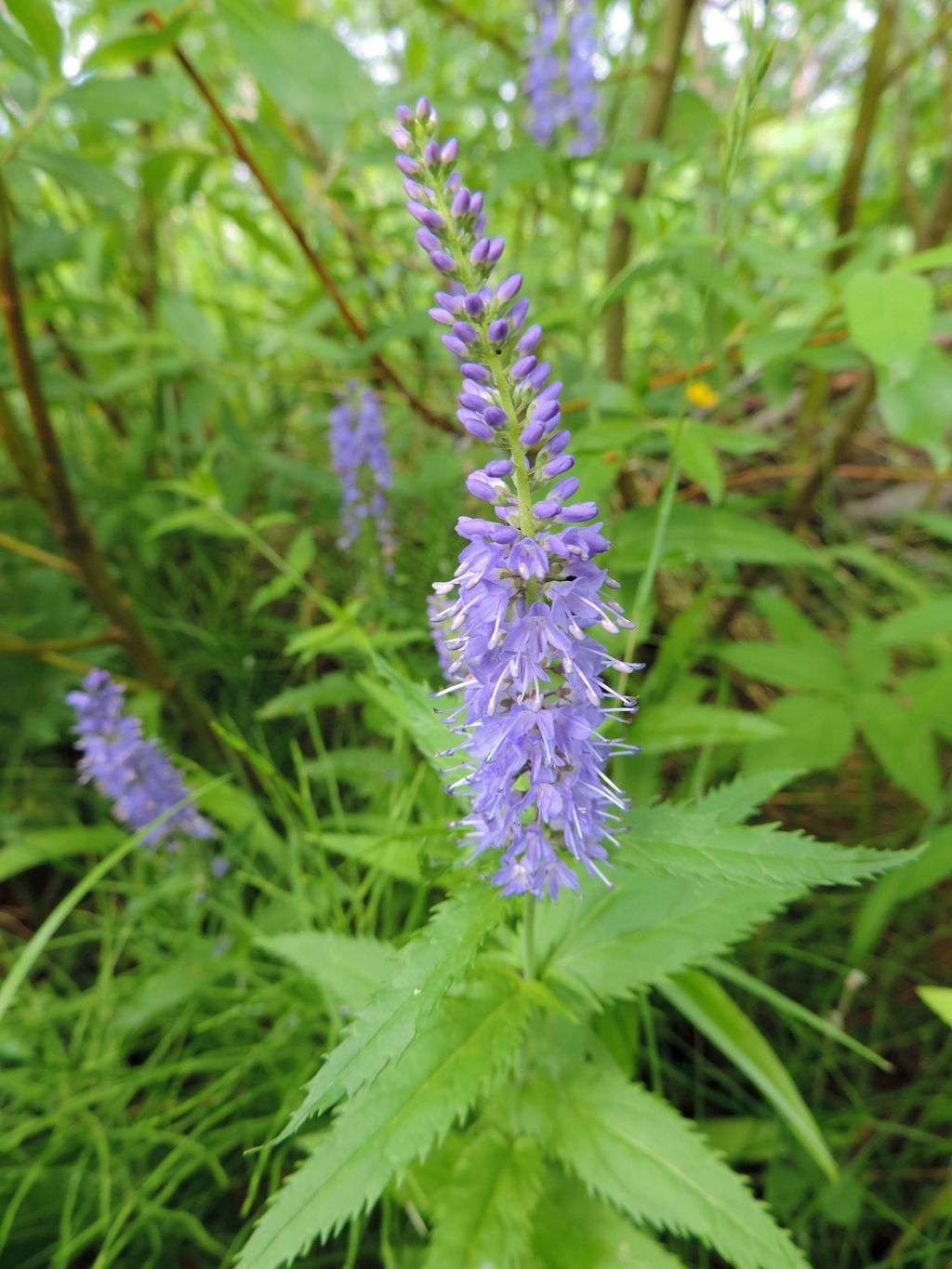 Image of Veronica longifolia specimen.