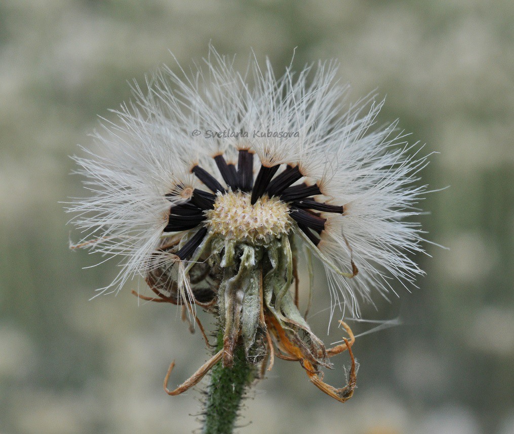 Изображение особи Hieracium maculatum.