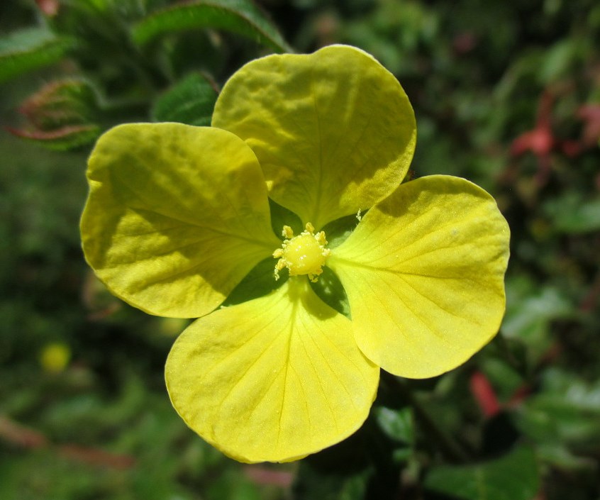 Image of Ludwigia peruviana specimen.