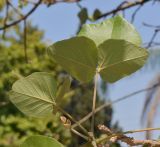 Erythrina abyssinica. Листья. Израиль, Шарон, пос. Кфар Монаш, ботанический сад \"Хават Ганой\". 08.07.2015.