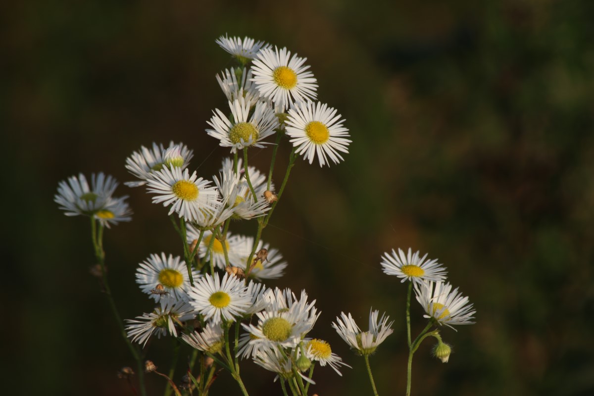 Image of Erigeron annuus specimen.