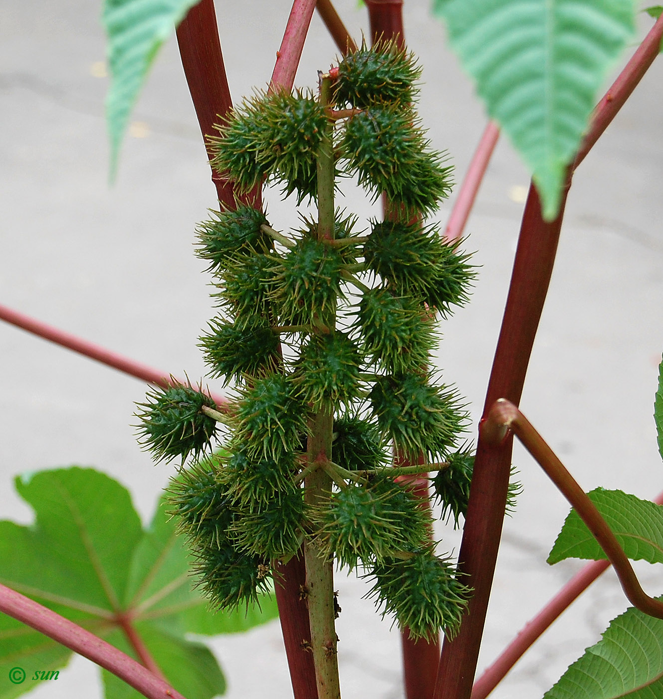 Image of Ricinus communis specimen.