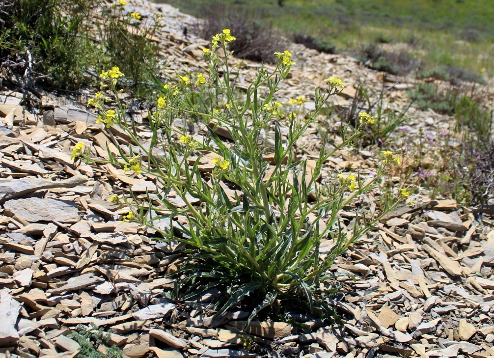 Image of Sterigmostemum ramosissimum specimen.