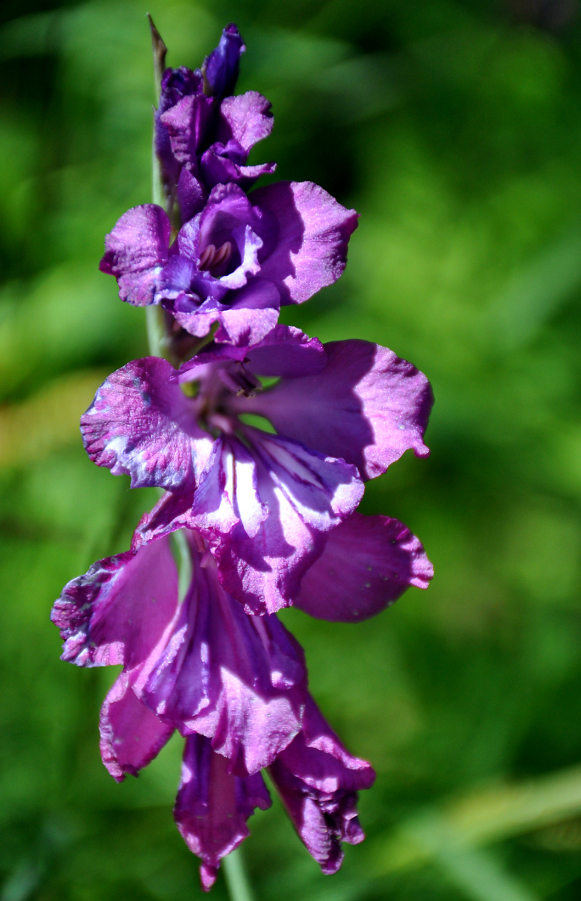 Image of Gladiolus tenuis specimen.