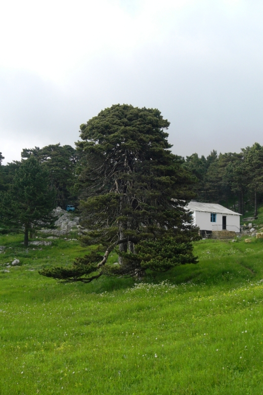 Изображение особи Pinus sylvestris.