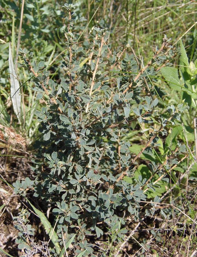 Image of Caragana mollis specimen.