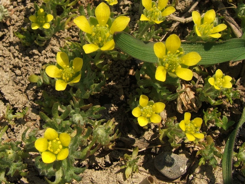 Image of Ceratocephala incurva specimen.