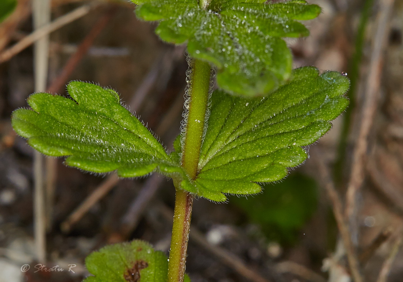 Image of Veronica chamaedrys specimen.