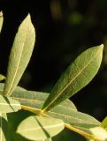 Salix purpurea. Часть побега с листьями. Украина, Киев, Голосеевский парк. 06.07.2016.