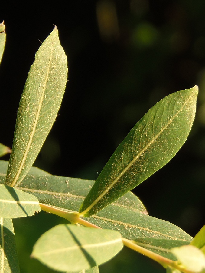 Изображение особи Salix purpurea.