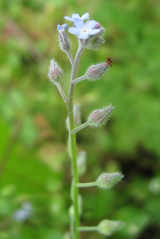 Изображение особи Myosotis arvensis.