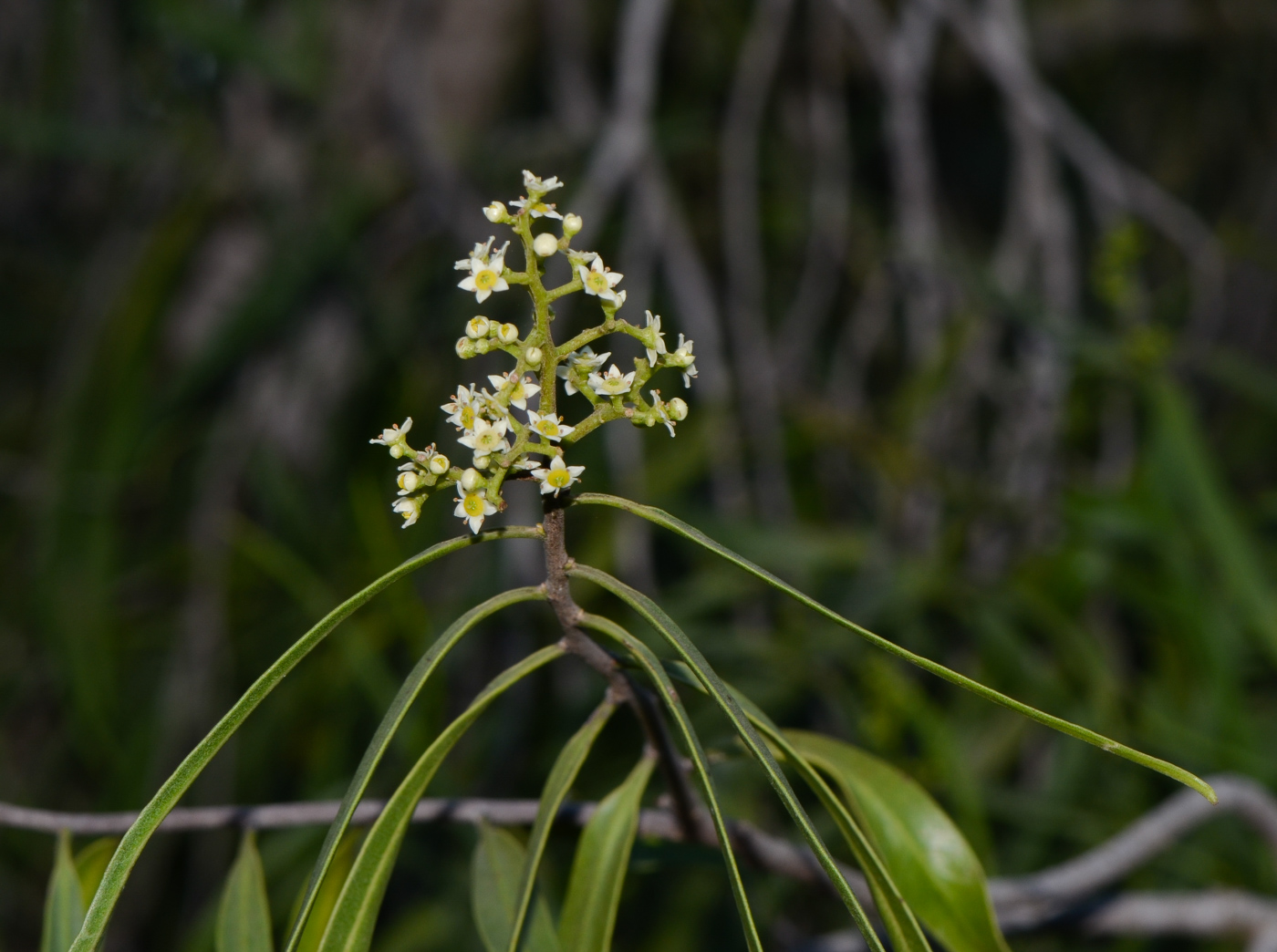 Image of Searsia lancea specimen.