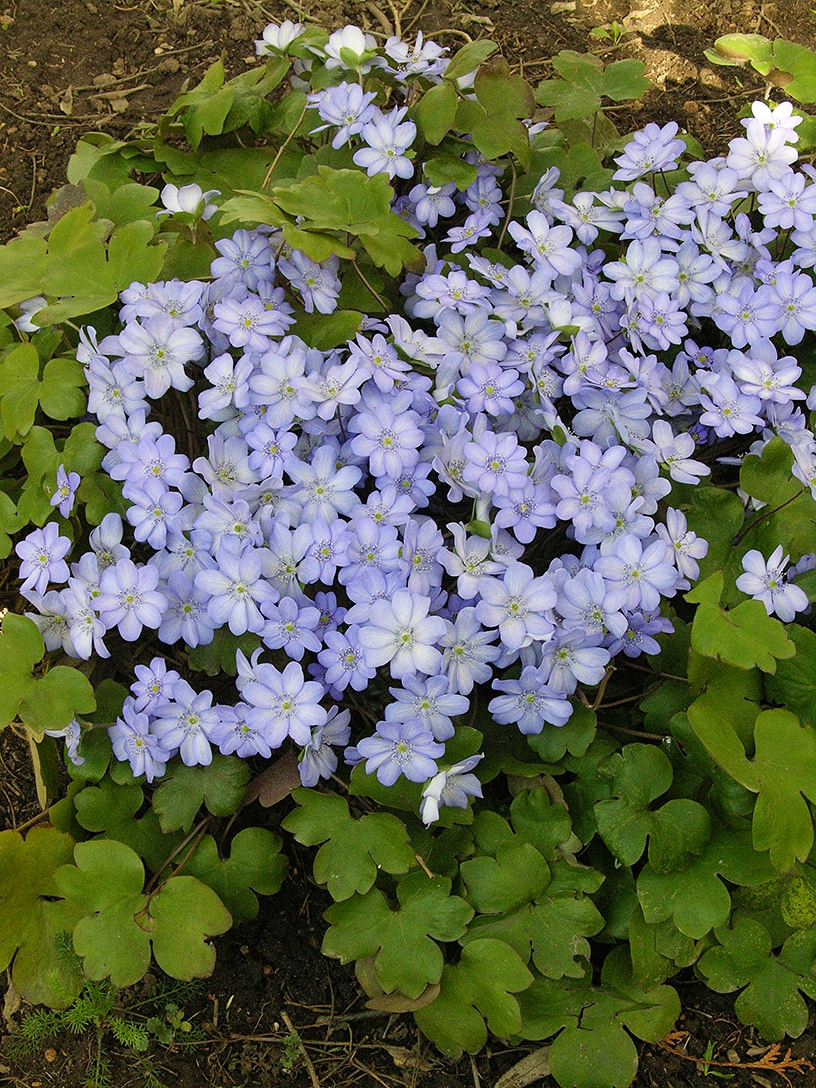 Image of Hepatica transsilvanica specimen.