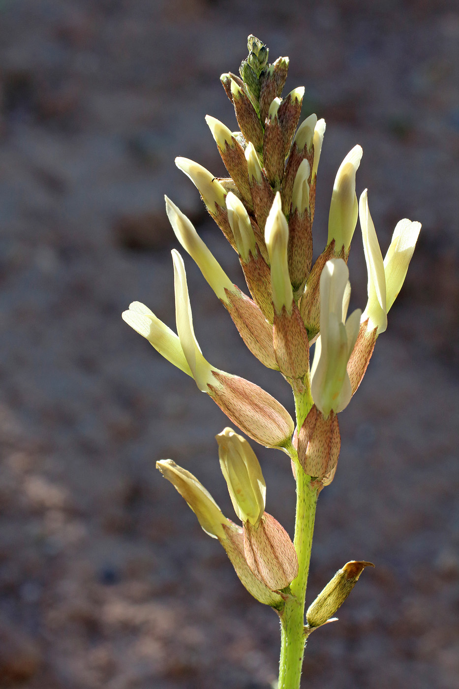 Изображение особи Astragalus megalomerus.