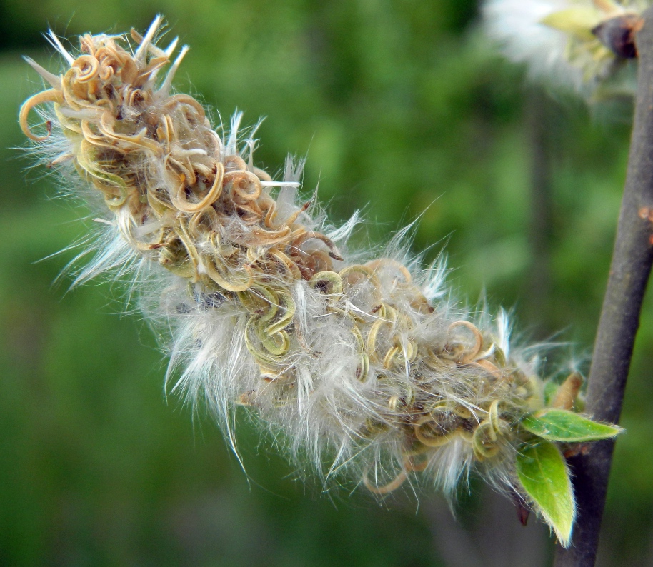 Image of Salix cinerea specimen.