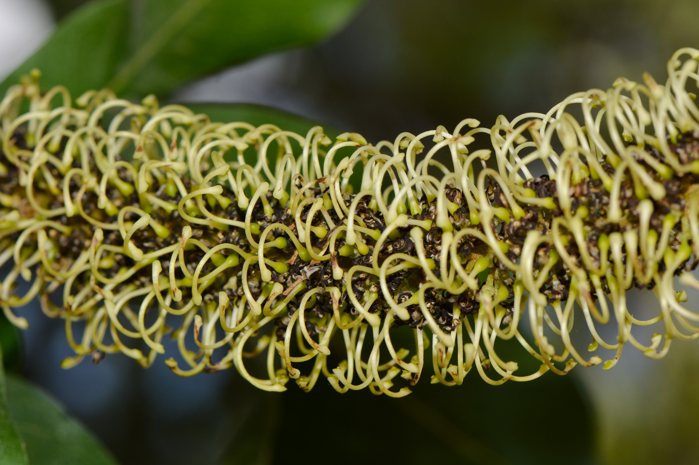 Image of Grevillea hilliana specimen.